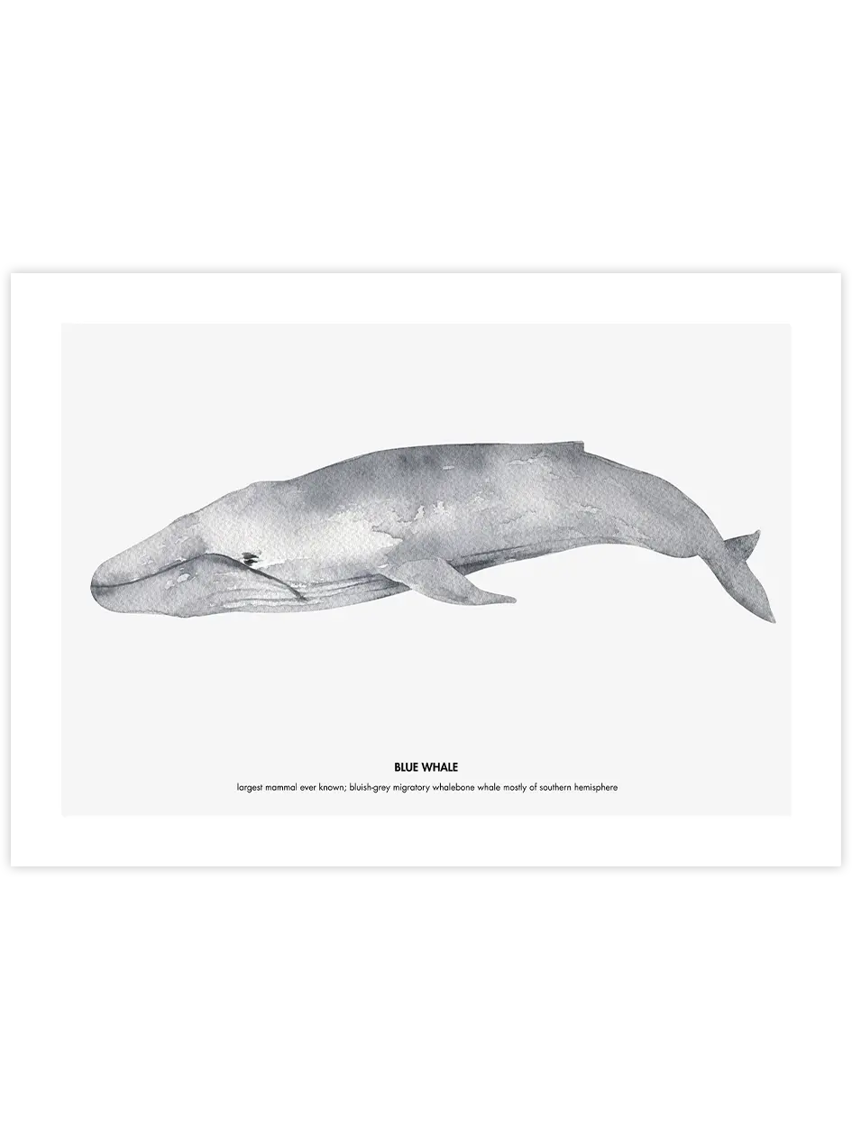 Balina N4 - Art Print Çocuk Odası Poster