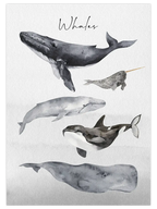 Whales - Art Print Çocuk Odası Poster