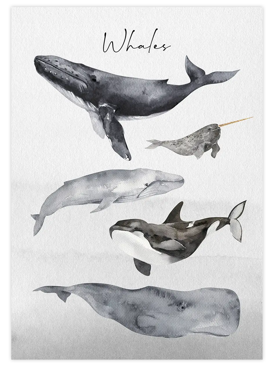 Whales - Art Print Çocuk Odası Poster