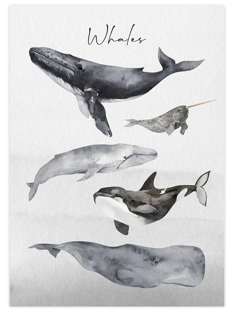 Whales - Art Print Çocuk Odası Poster