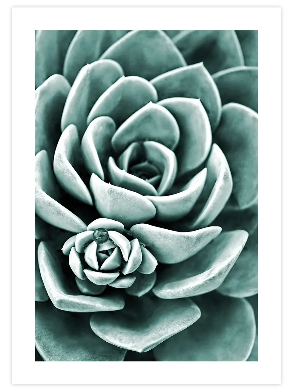 Yeşil Sukulent - Art Print Fotoğraflar Poster