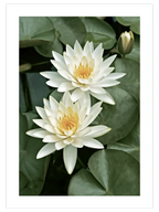 Les Lotus - Art Print