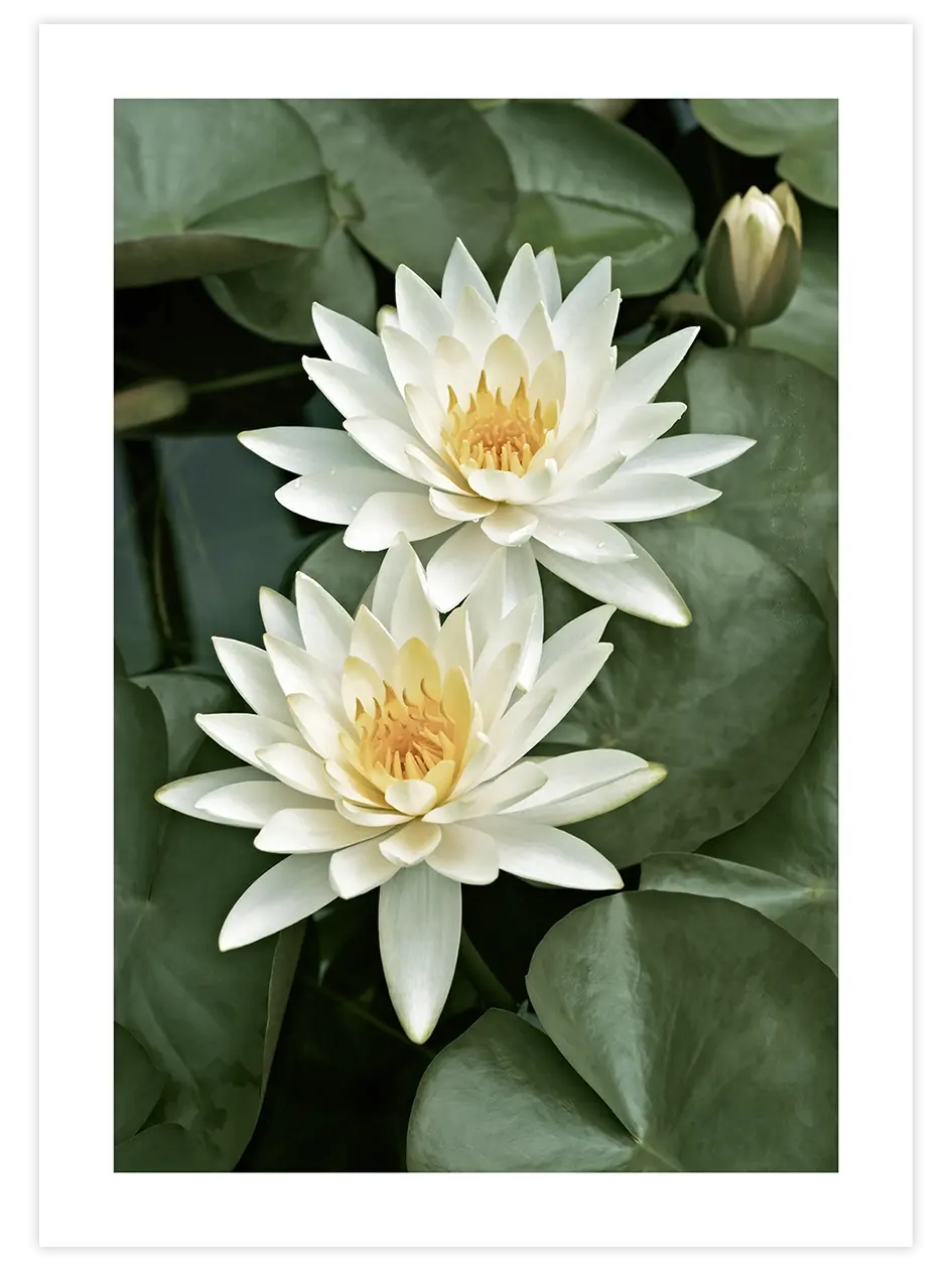 Les Lotus - Art Print Ürün ana görseli