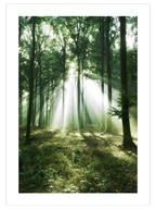 Bosque de Luz - Art Print