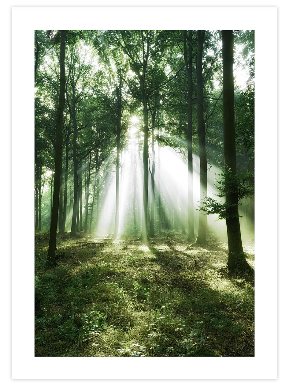 Bosque de Luz - Art Print Fotoğraflar Poster