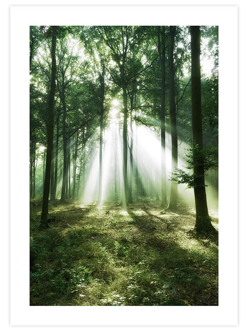 Bosque de Luz - Art Print Fotoğraflar Poster