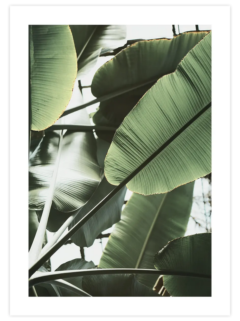 Tropikal Sessizlik - Art Print Fotoğraflar Poster