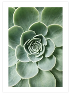 Yeşil Sukulent - Art Print