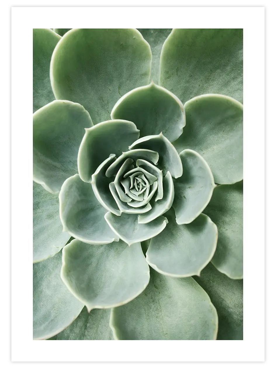 Yeşil Sukulent - Art Print Fotoğraflar Poster