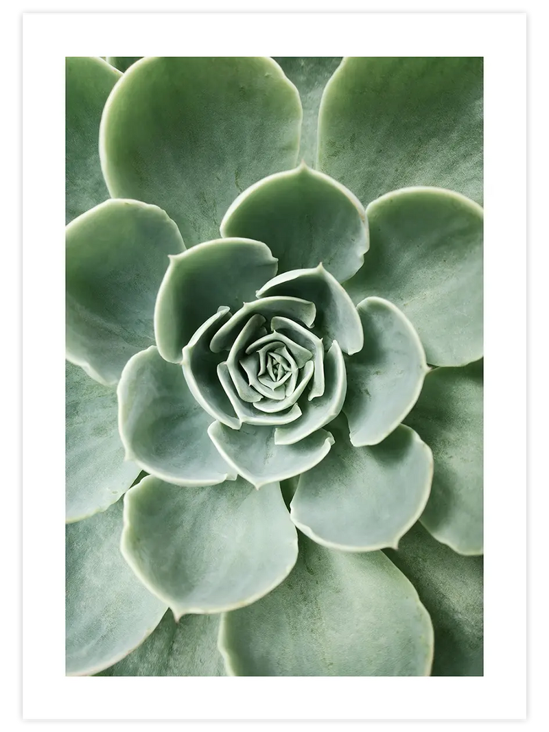 Yeşil Sukulent - Art Print Fotoğraflar Poster