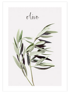 Olivo - Art Print