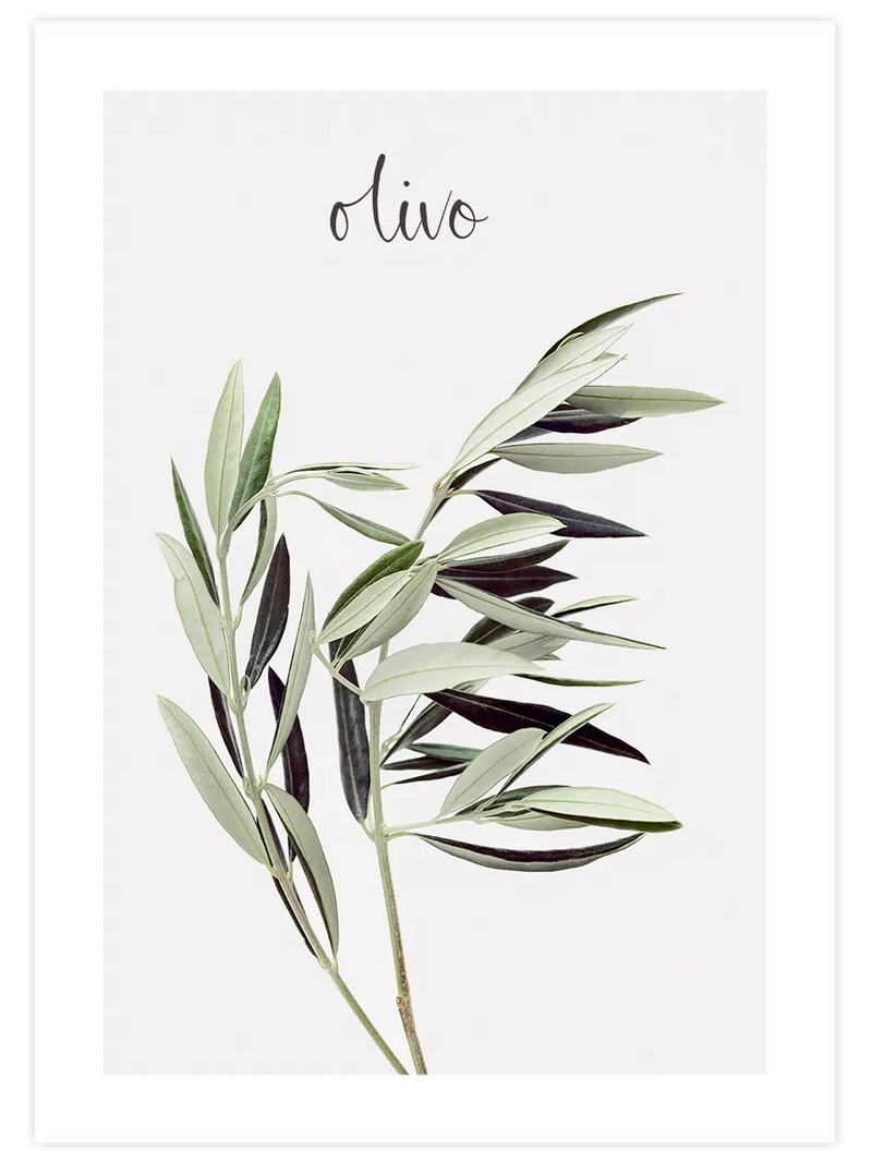 Olivo - Art Print Mutfak Poster