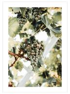 Salkım Üzüm - Art Print