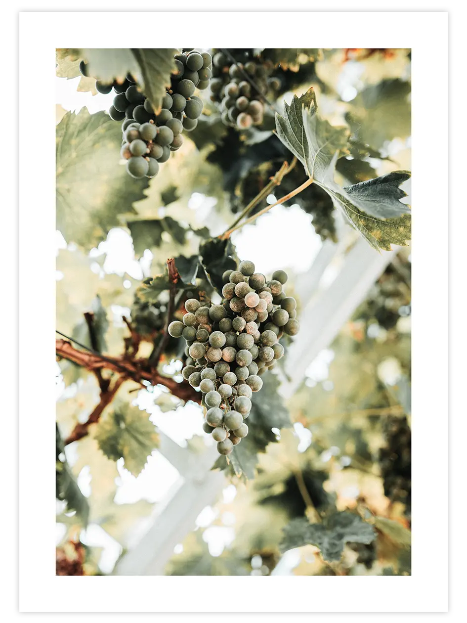 Salkım Üzüm - Art Print