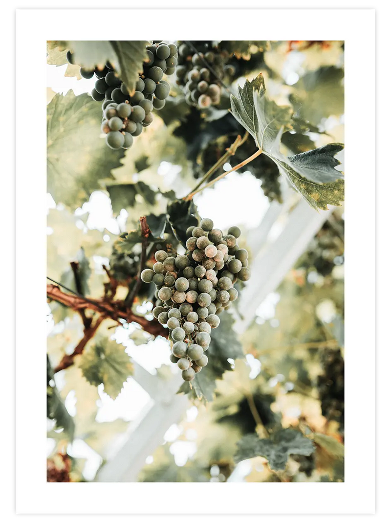 Salkım Üzüm - Art Print Fotoğraflar Poster