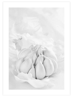 Garlic - Art Print