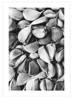 Sarımsak - Art Print