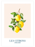 Les Citrons - Art Print