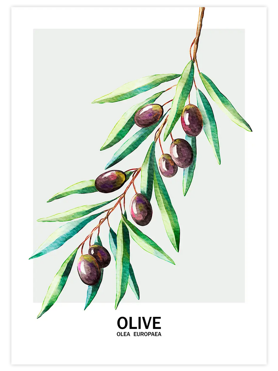 Zeytin Posteri | Mutfak Duvar Sanatı Posteri