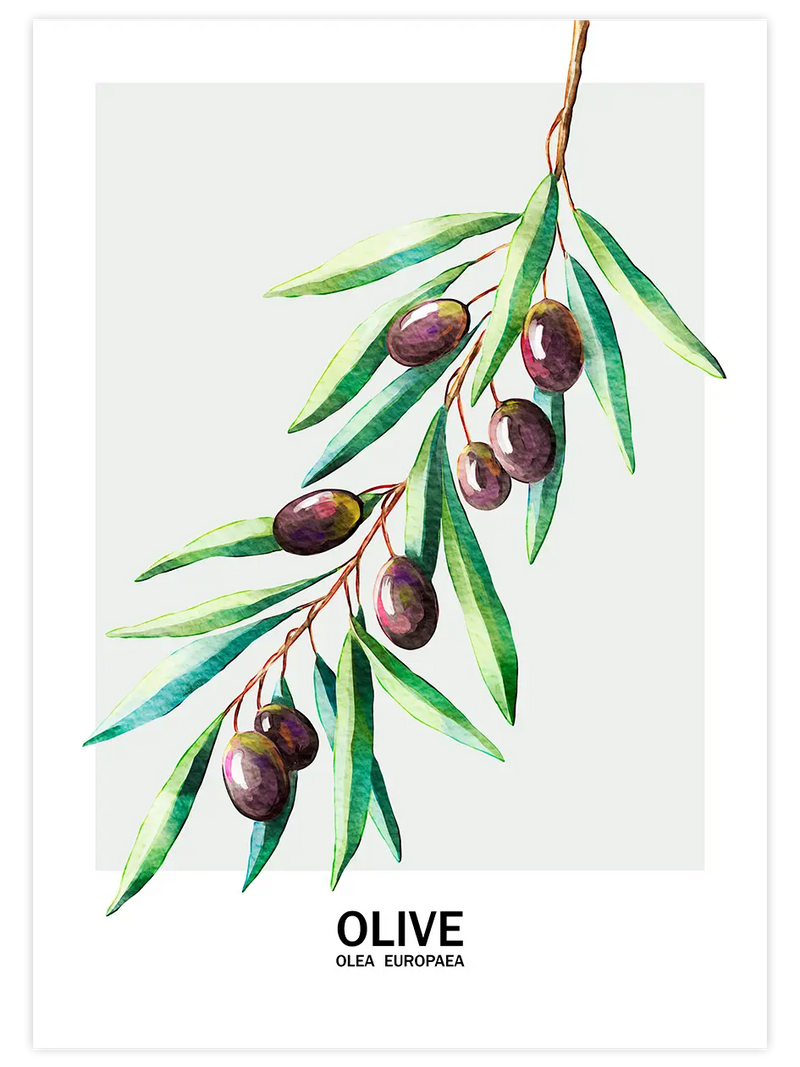 Zeytin - Art Print Mutfak Poster