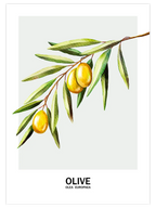Oliva - Art Print