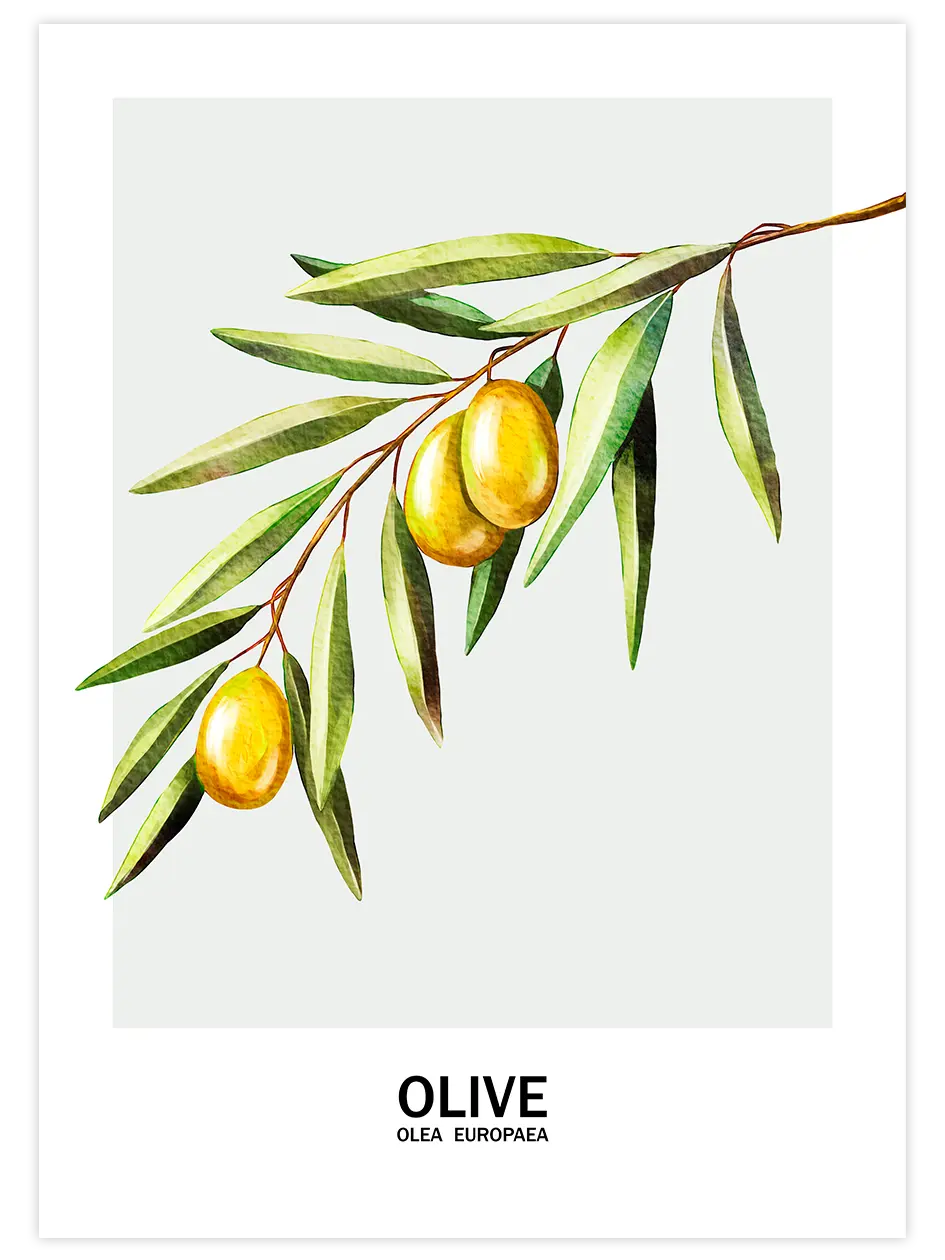 Oliva - Art Print Mutfak Poster