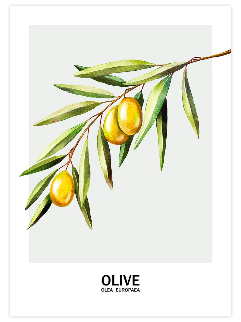 Oliva - Art Print Mutfak Poster