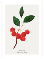 Sibirya Elması - Art Print