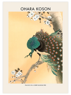 Ohara Koson Peacock On A Cherry Blossom Tree - Art Print