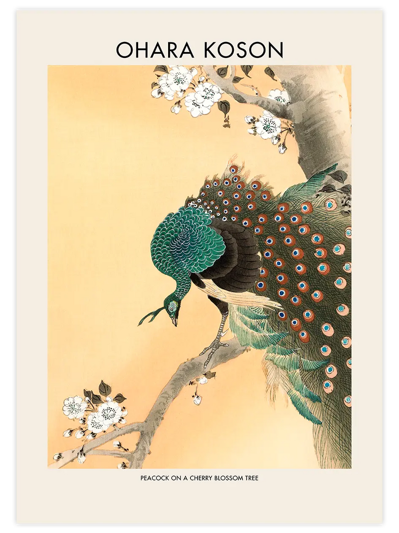 Ohara Koson Peacock On A Cherry Blossom Tree - Art Print Ünlü Ressamlar Poster