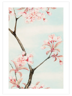 Sakura Cherry - Art Print