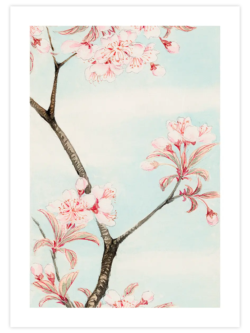 Sakura Cherry - Art Print