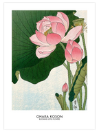 Ohara Koson Blooming Lotus Flowers - Art Print