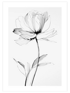 Transparencia N2 - Art Print