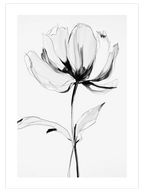 Transparencia - Art Print