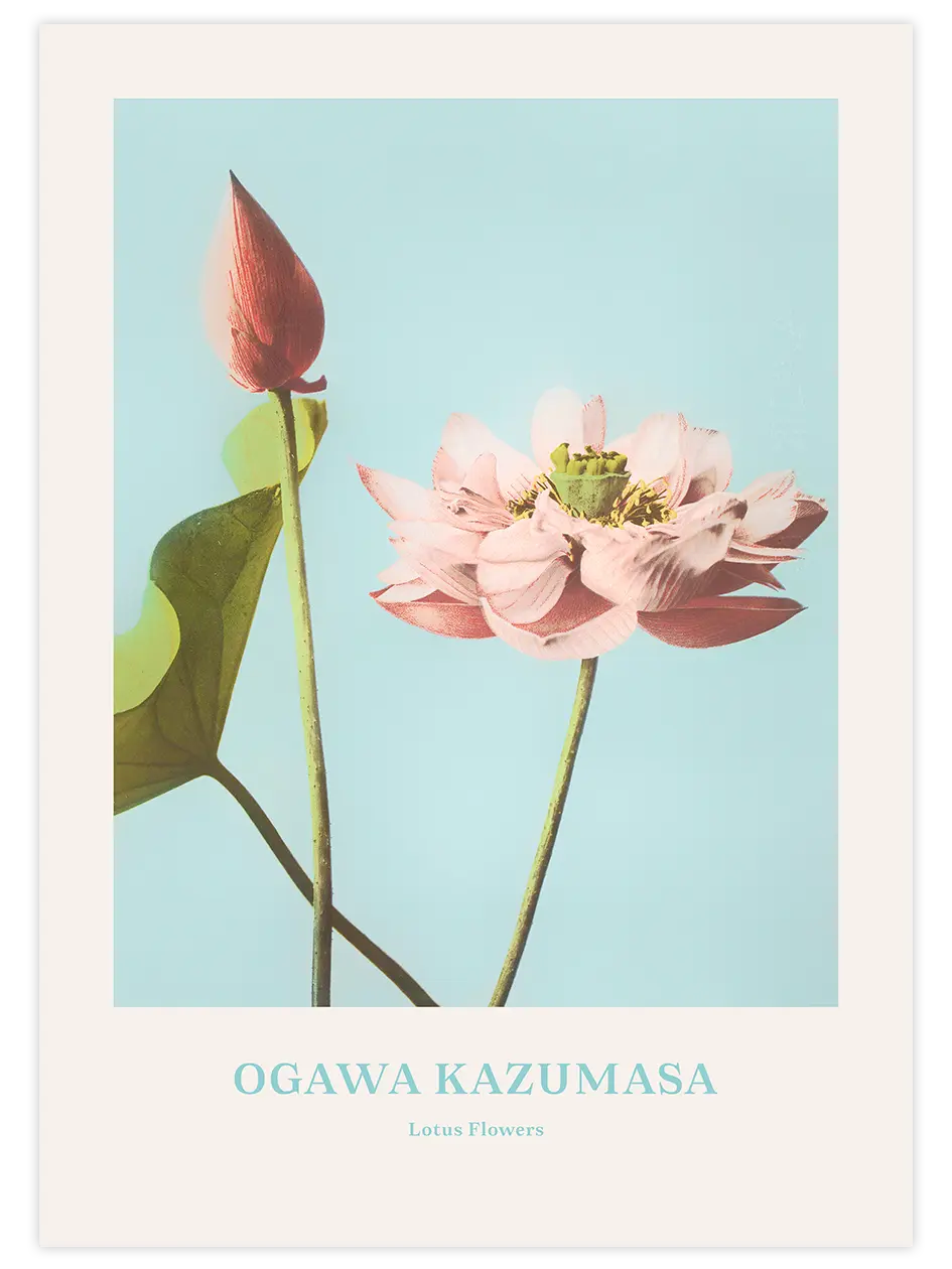 Ogawa Kazumasa Lotus Flowers - Art Print Ünlü Ressamlar Poster