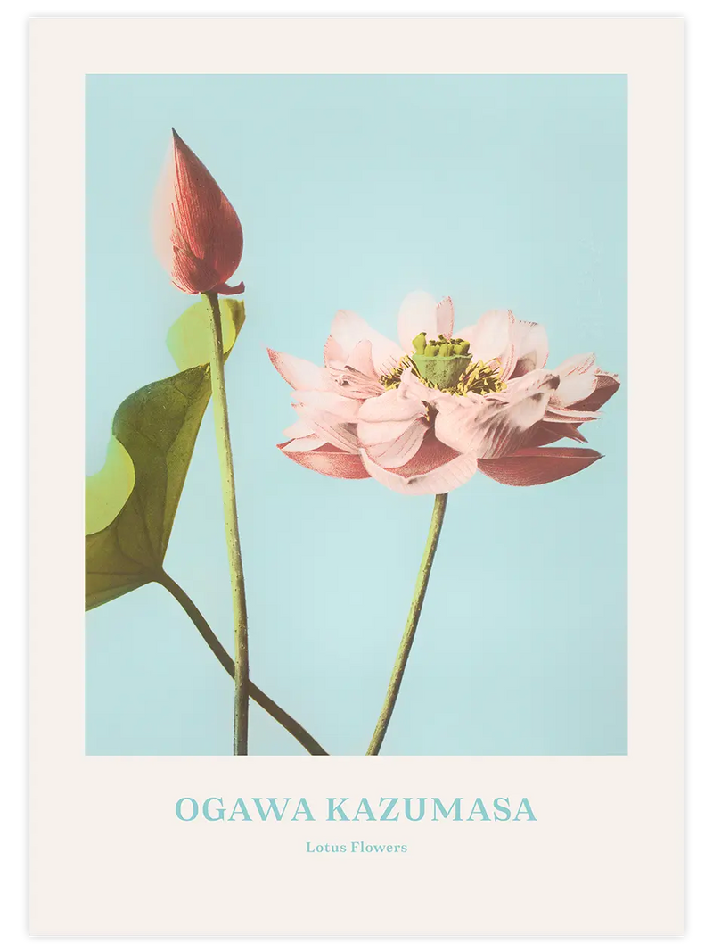 Ogawa Kazumasa Lotus Flowers - Art Print Ünlü Ressamlar Poster