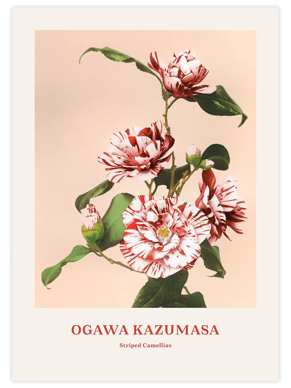 Ogawa Kazumasa Striped Camellias - Art Print Ünlü Ressamlar Poster