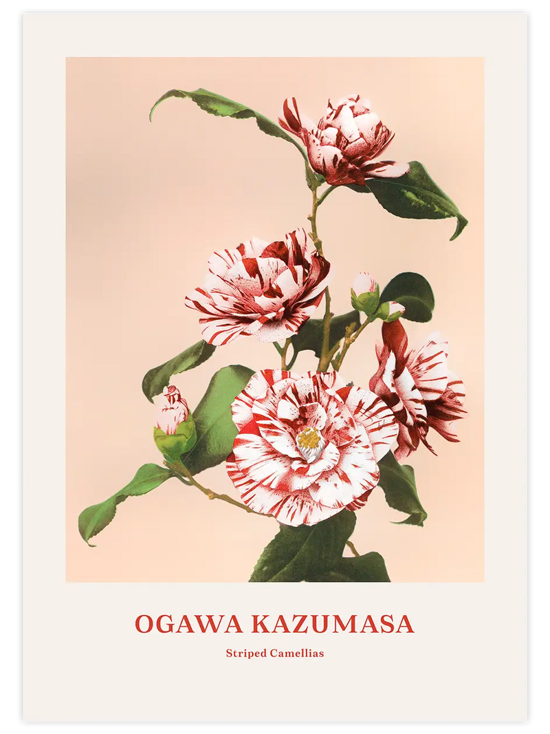 Ogawa Kazumasa Striped Camellias - Art Print Ünlü Ressamlar Poster