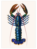 Vintage Istakoz - Art Print