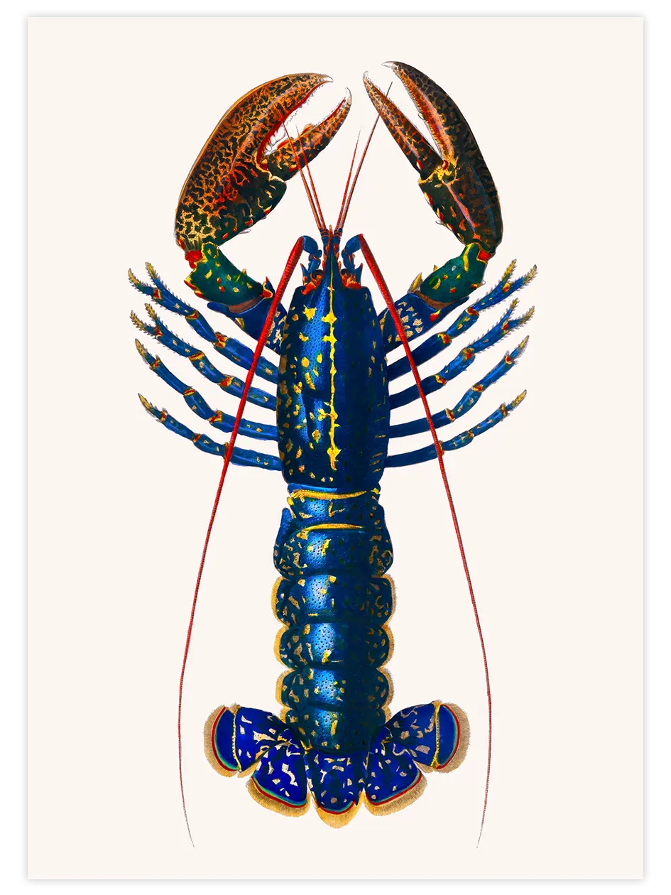 Vintage Istakoz - Art Print Ürün ana görseli