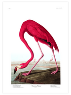 American Flamingo - Art Print