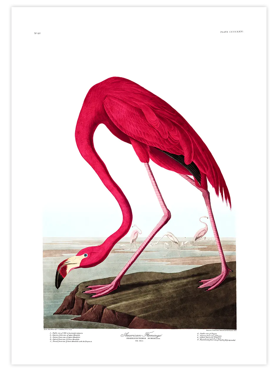 American Flamingo - Art Print