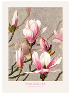 Magnolia - Art Print