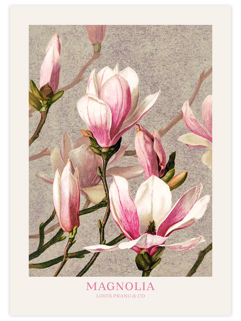 Magnolia - Art Print Ünlü Ressamlar Poster