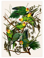 Vintage Papağan - Art Print