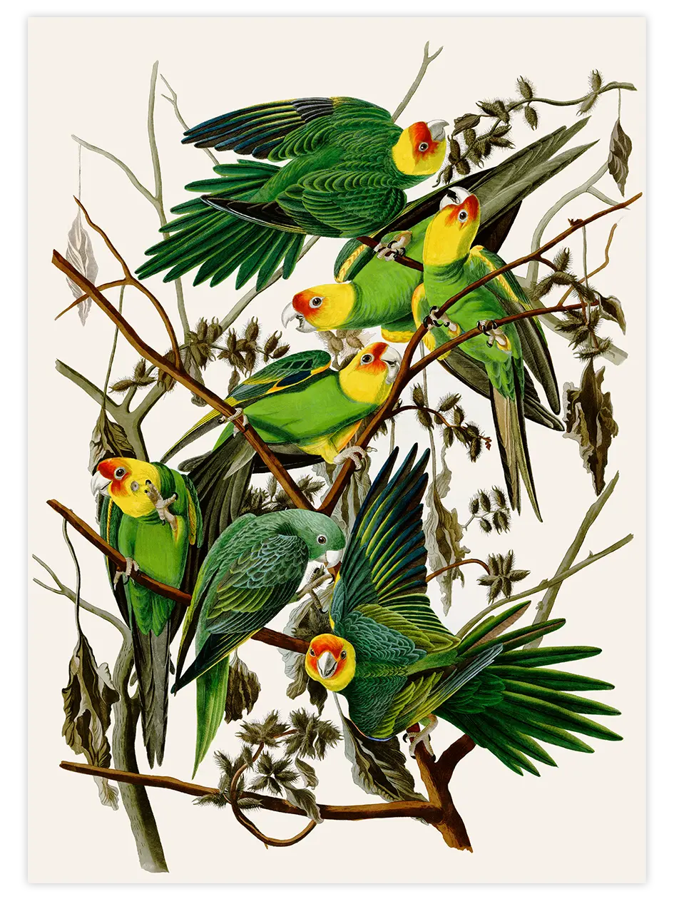 Vintage Papağan - Art Print