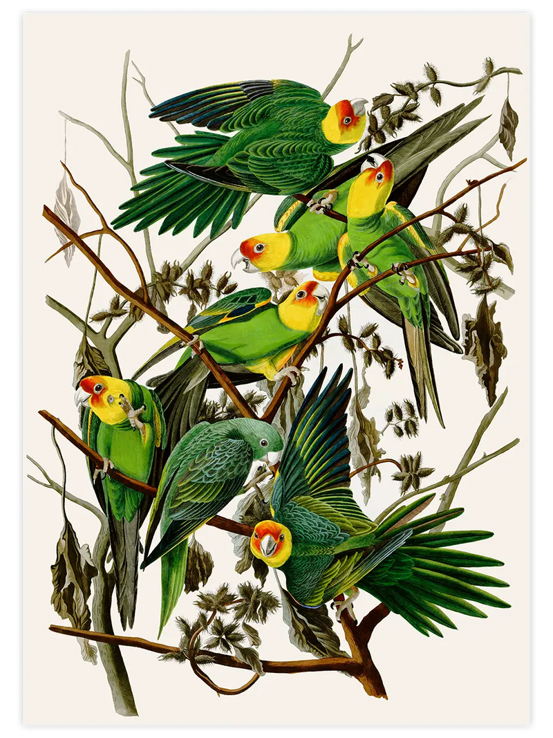 Vintage Papağan - Art Print Ünlü Ressamlar Poster