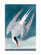 Arctic Tern - Art Print
