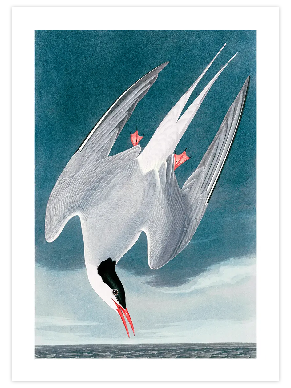 Arctic Tern - Art Print Ünlü Ressamlar Poster